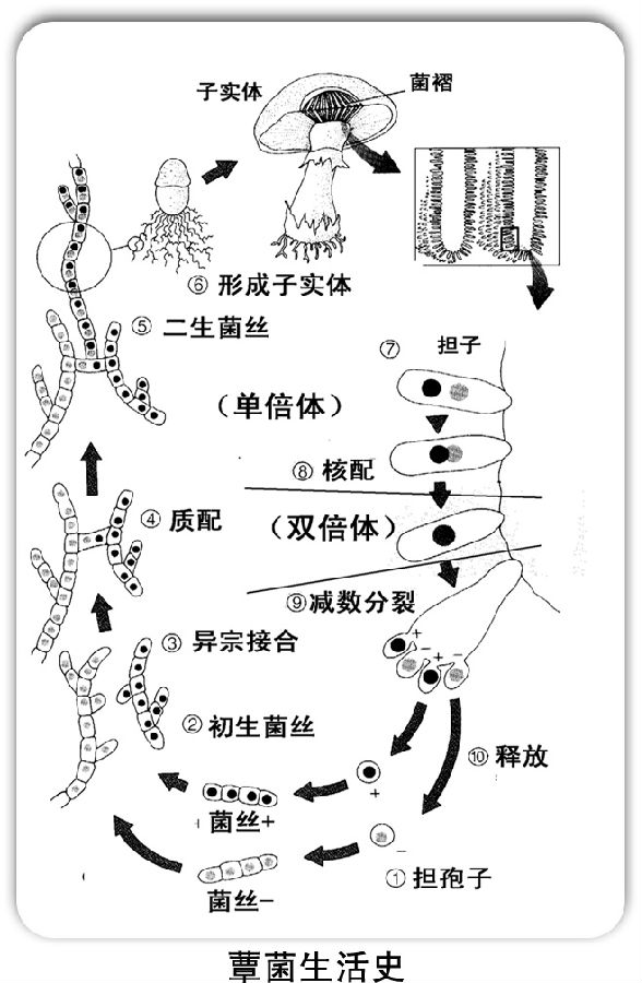 蕈菌的发育过程 发育过程 由担孢子萌发形成的菌丝,其细胞内