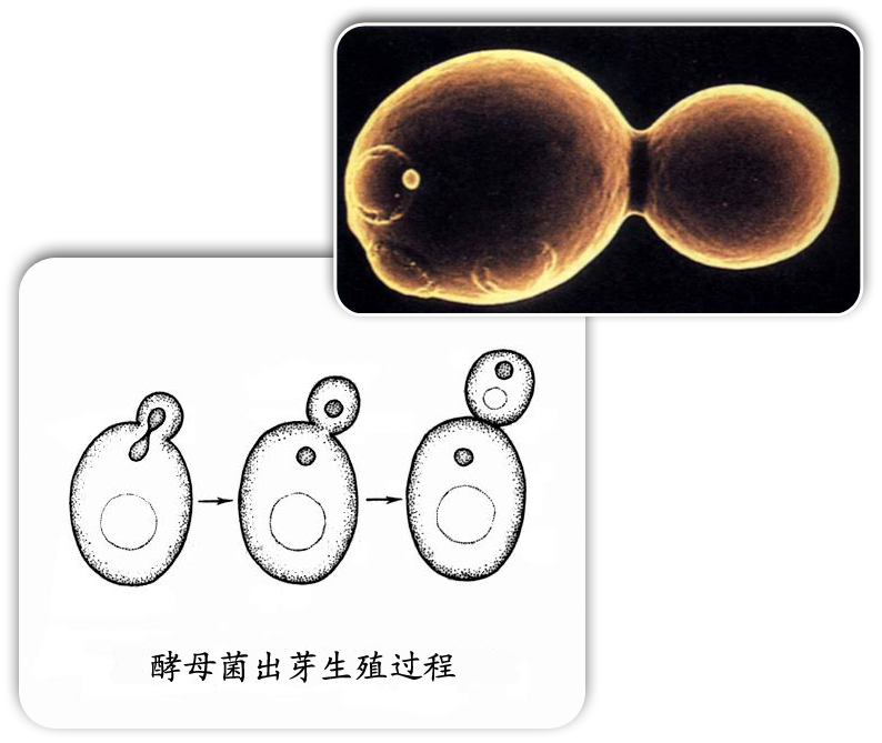 酵母菌图片