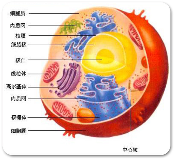 真核生物与原核生物的比较