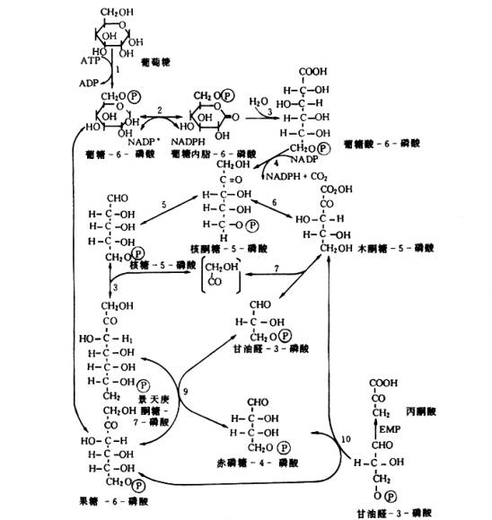 底物脱氢途径——hmp途径