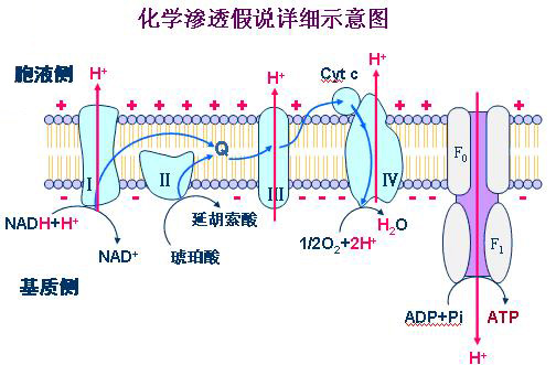 * 化学渗透学说认为,在氧化磷酸化过程中,通过呼吸链有关酶系的作用