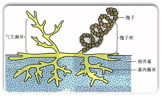 放线菌结构图手绘图图片