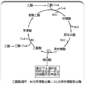 代谢物回补顺序